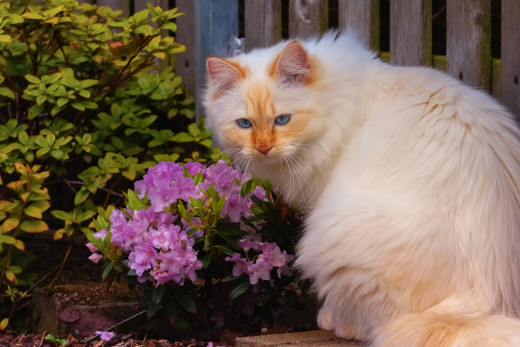 1757400 (a): :2880x1920